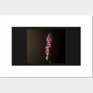 Purple foxglove flower still life Posters and Art